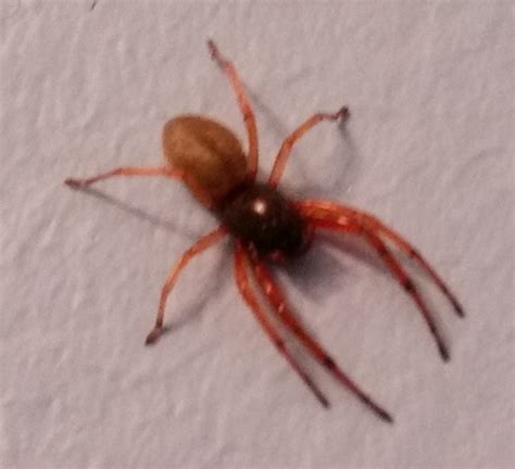 tiny spider with red legs
